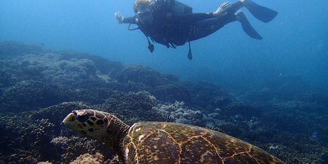 Try scuba diving package (1)